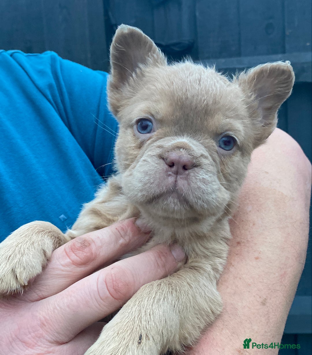 French Bulldog dogs for sale: READY TO LEAVE THIS WEEKEND FLUFFY FRENCH BULLDOGS - Advert 27