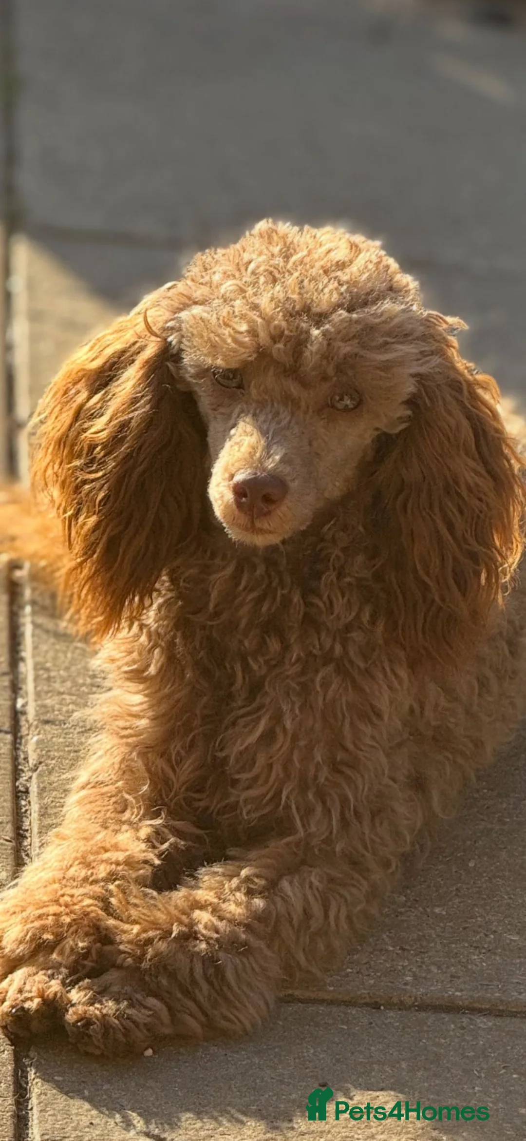 Cavapoo dogs for sale: Amazing coloured fi cavapoo health tested parents  - Advert 2