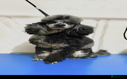 Labradoodle dogs for sale: 🐶 Labradoodle puppies for sale 🐶 - Image 16