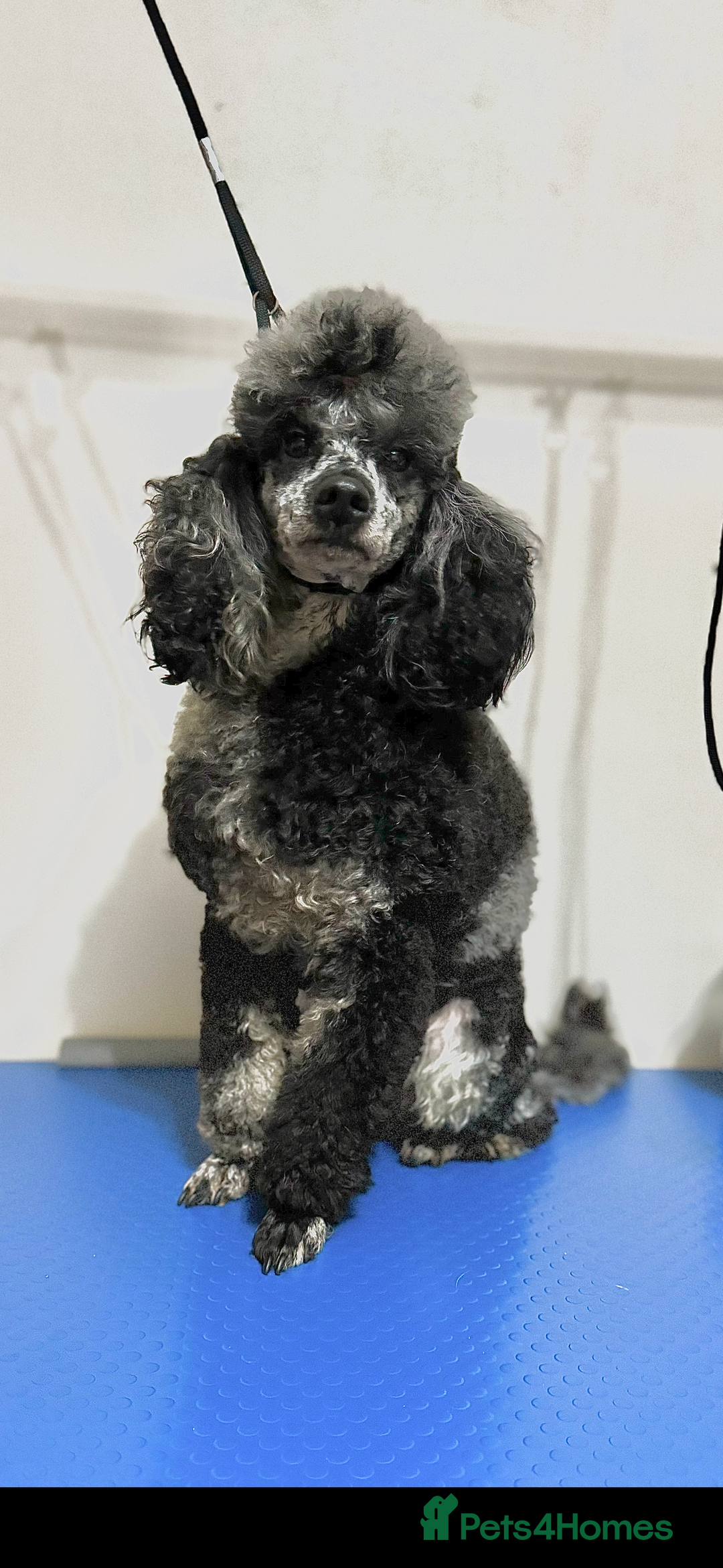 Labradoodle dogs for sale: 🐶 Labradoodle puppies for sale 🐶 - Image 16