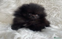 Pomeranian dogs for sale: READY NOW OUTSTANDING KC FEMALE AVALIBLE - Image 7