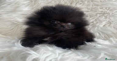 Pomeranian dogs - Advert 3