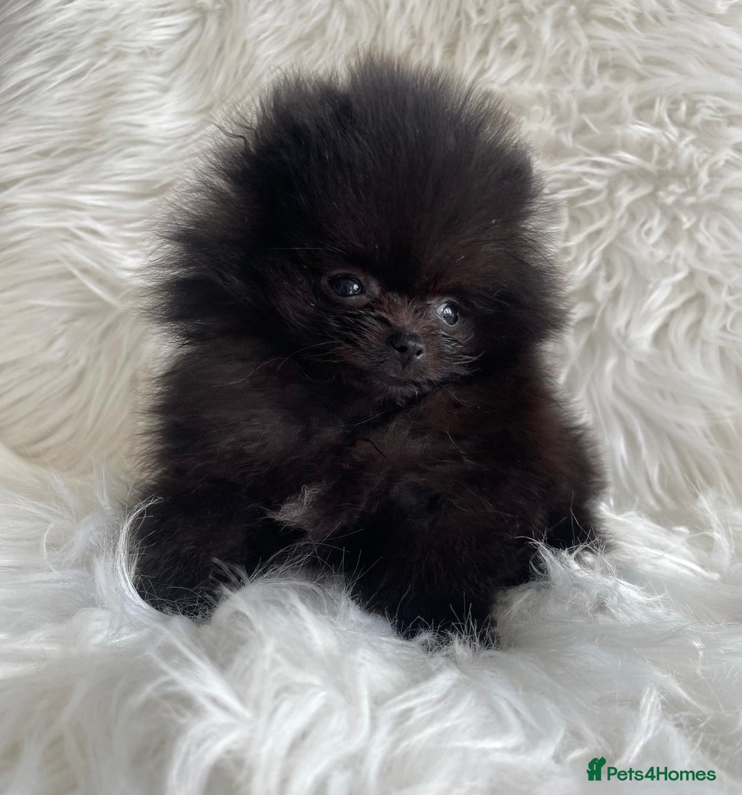 Pomeranian dogs for sale: READY NOW OUTSTANDING KC FEMALE AVALIBLE - Image 7