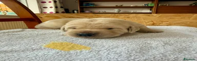 Labrador Retriever Puppy 1