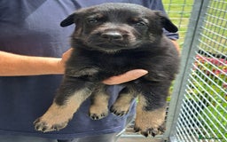 German Shepherd dogs for sale: CZECH DDR WEST GERMAN OLD BLOODLINE KC - Image 13