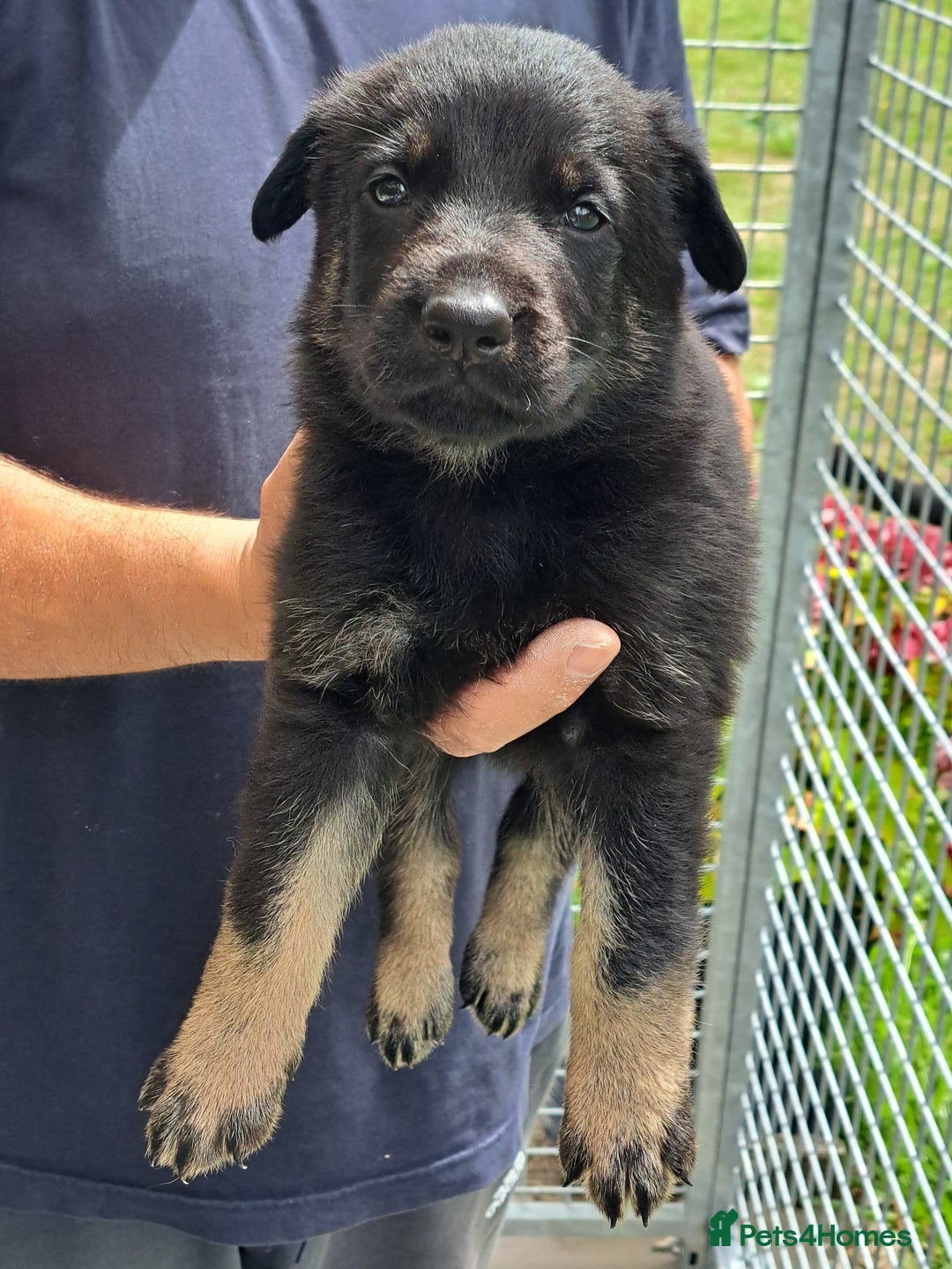 German Shepherd dogs for sale: CZECH DDR WEST GERMAN OLD BLOODLINE KC - Image 13