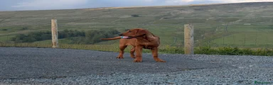 Labrador Retriever 5