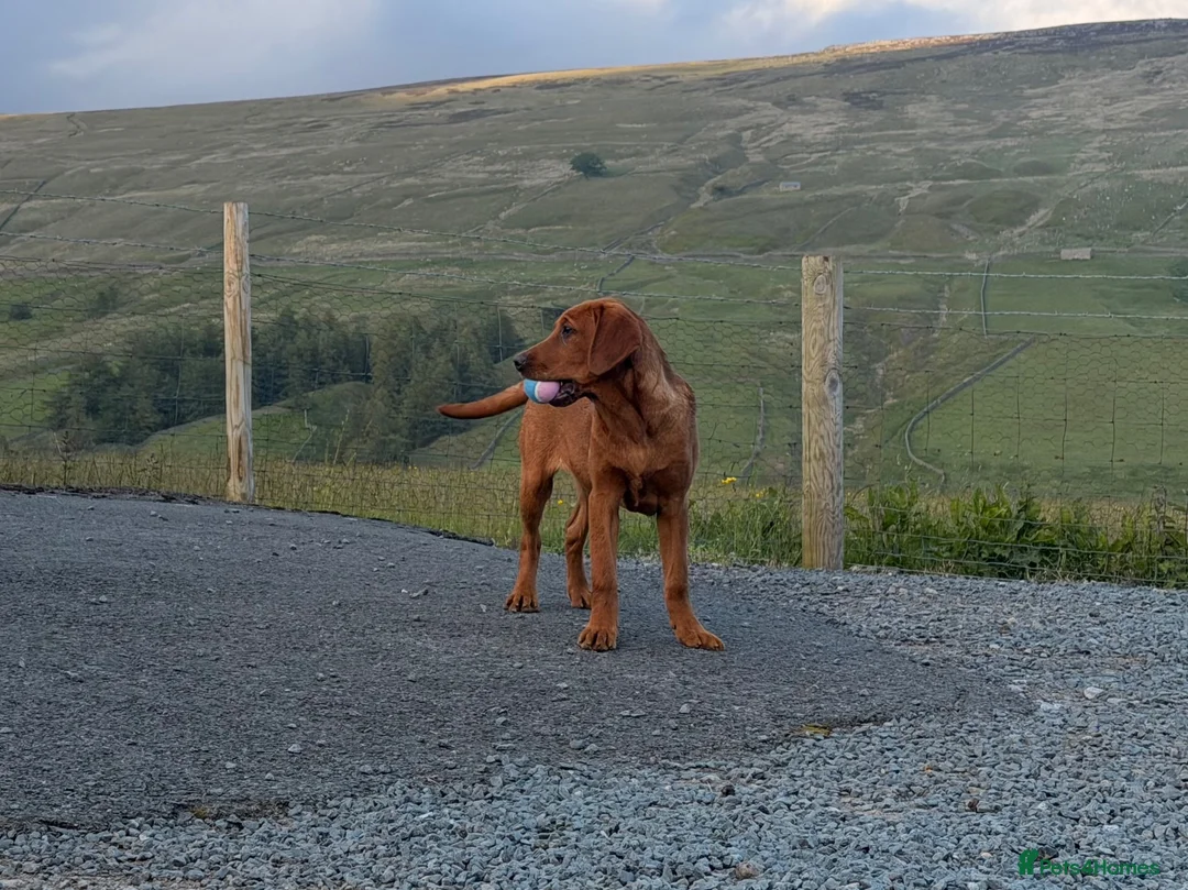 Labrador Retriever dogs for sale: Ready now Labrador puppies  - Advert 2