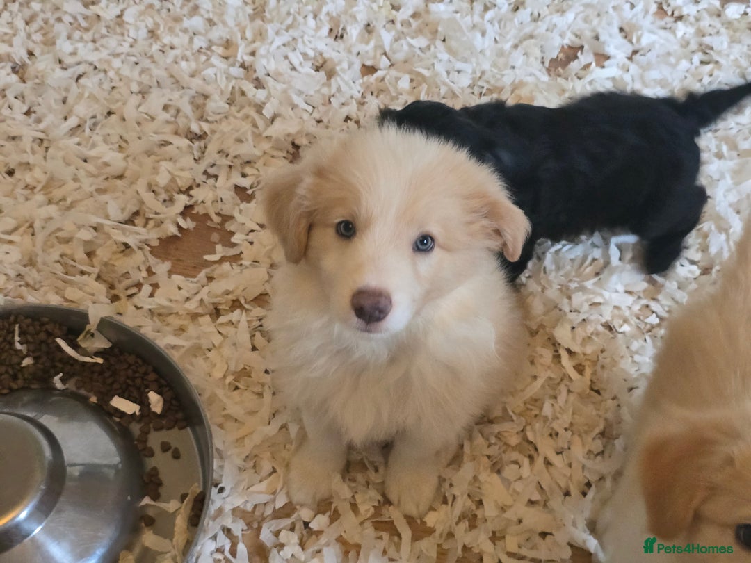 Border Collie dogs for sale: STUNNING GOLD/BLONDE KC REG BORDER COLLIES - Image 5