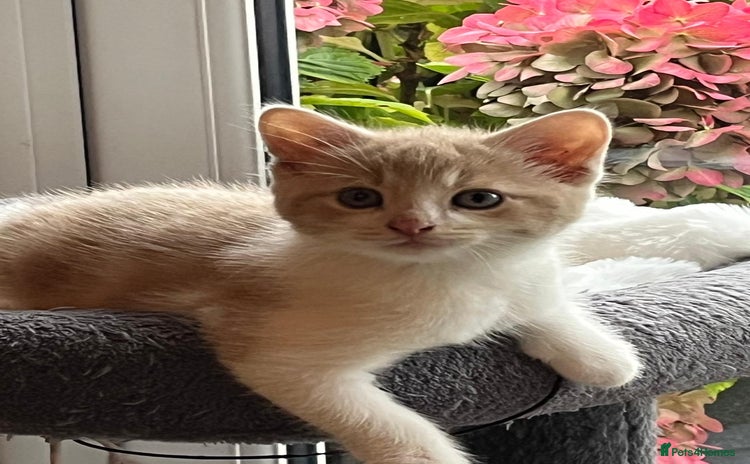 Maine Coon cats - Advert 12