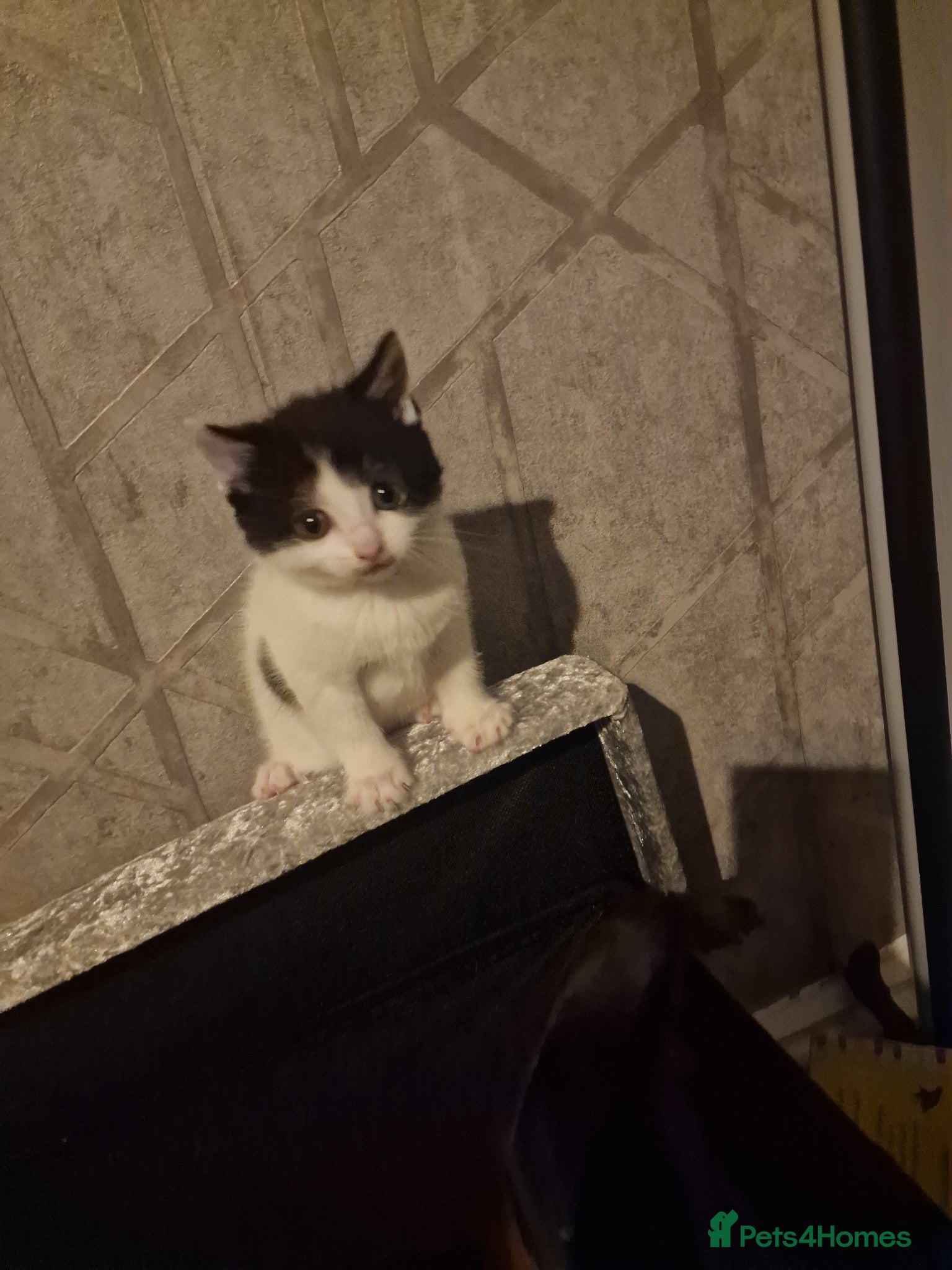 Mixed Breed cats for sale: 3 beautiful kittens for sale - Advert 2