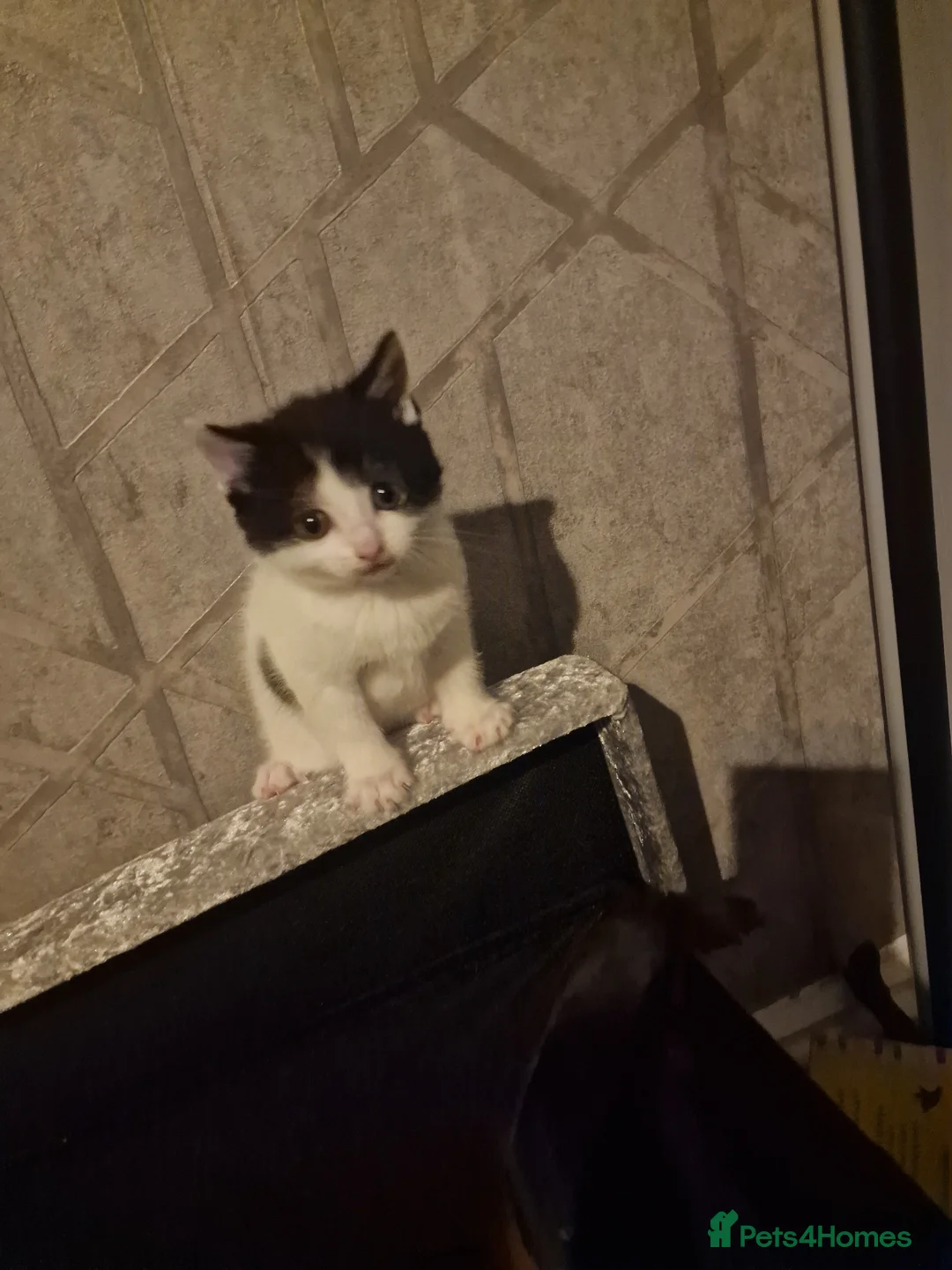 Mixed Breed cats for sale: 3 beautiful kittens for sale - Advert 1