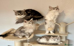 Maine Coon cats for sale: TICA Stunning Maine Coon Kittens - ACTIVE 🩷 - Image 1