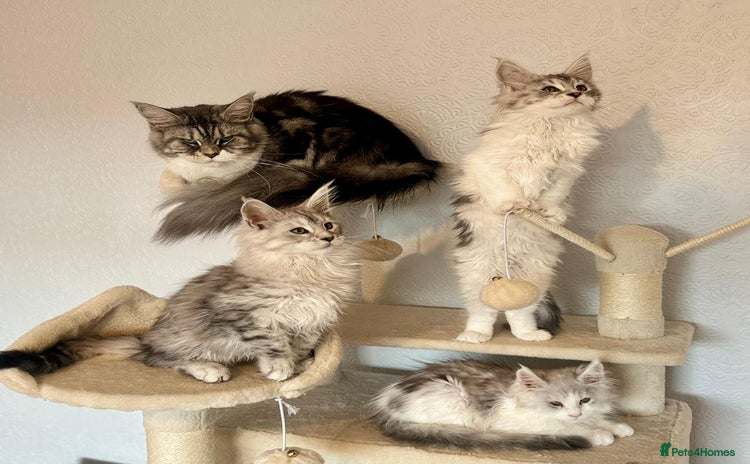 Maine Coon cats - Advert 2