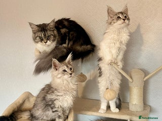 Maine Coon cats - Advert 3