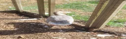 Geese poultry for sale: Female Lavender Goose for sale - Advert 2
