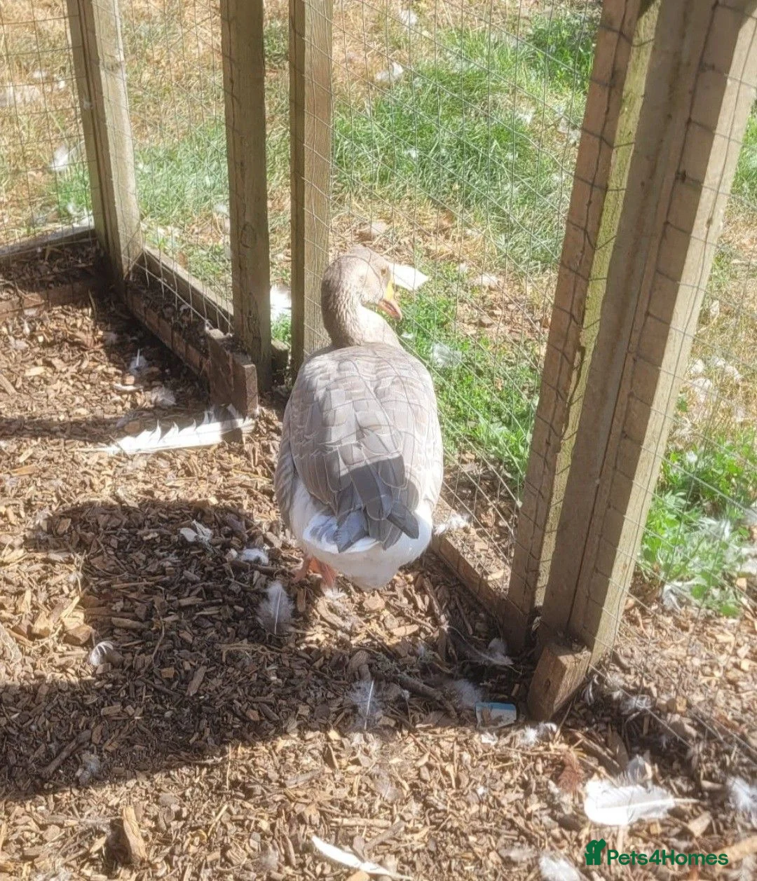 Geese poultry for sale: Female Lavender Goose for sale - Advert 2