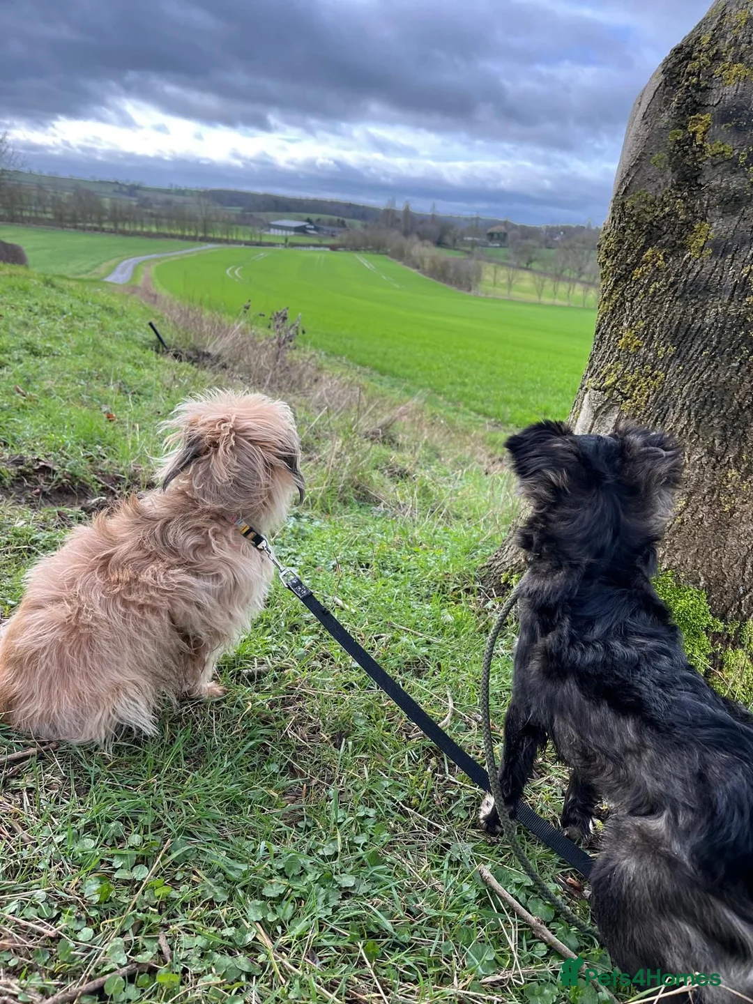 Mixed Breed dogs for adoption: Lira  in Market Harborough - Advert 4