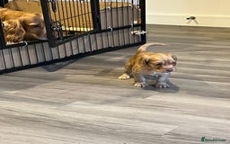 Cocker Spaniel dogs for sale: Perfect working cocker spaniel puppies  - Image 8