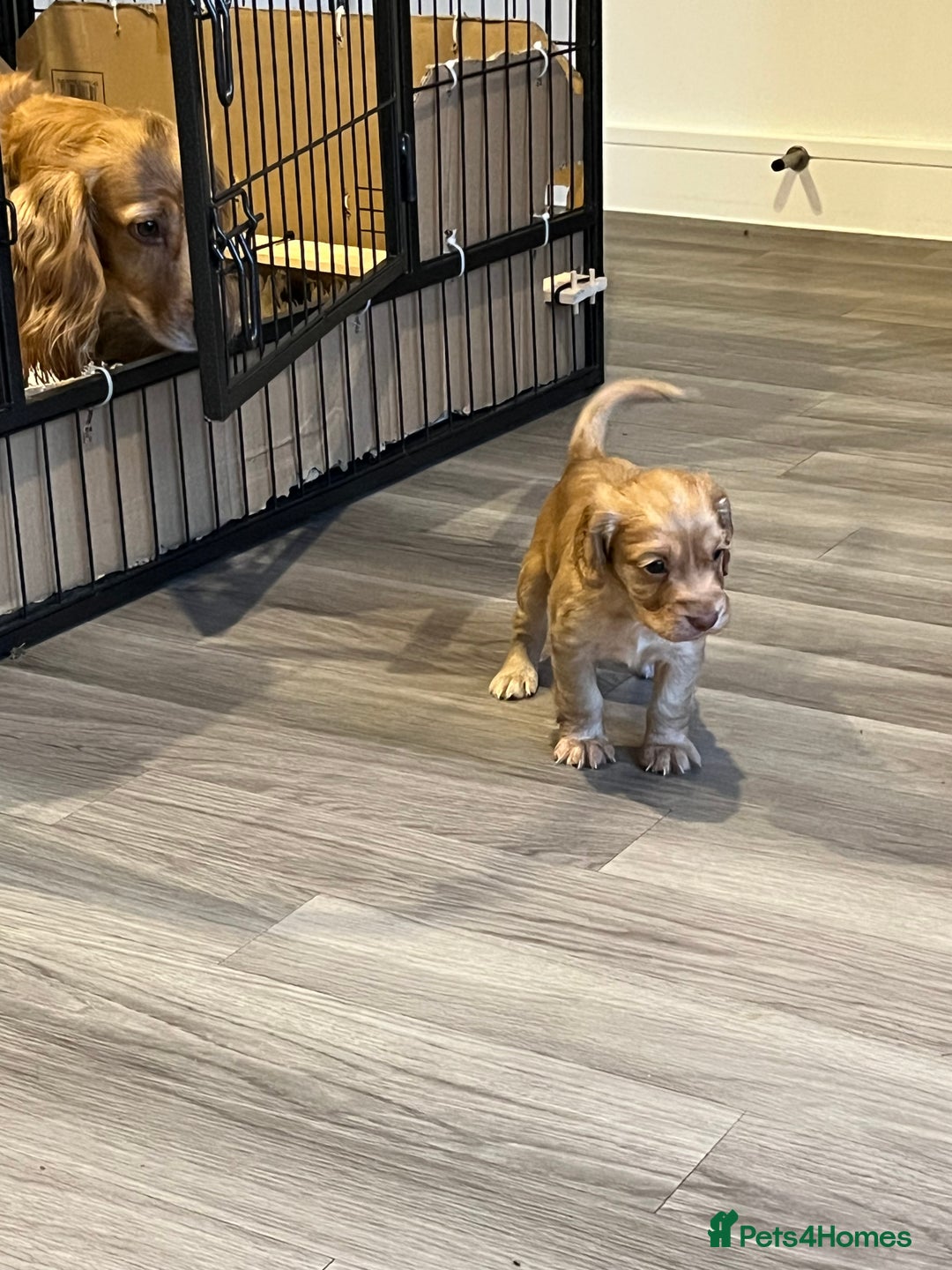 Cocker Spaniel dogs for sale: Perfect working cocker spaniel puppies  - Image 8
