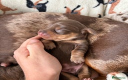 Dachshund dogs for sale: BEAUTIFUL Miniature Dachshund's  - Image 22