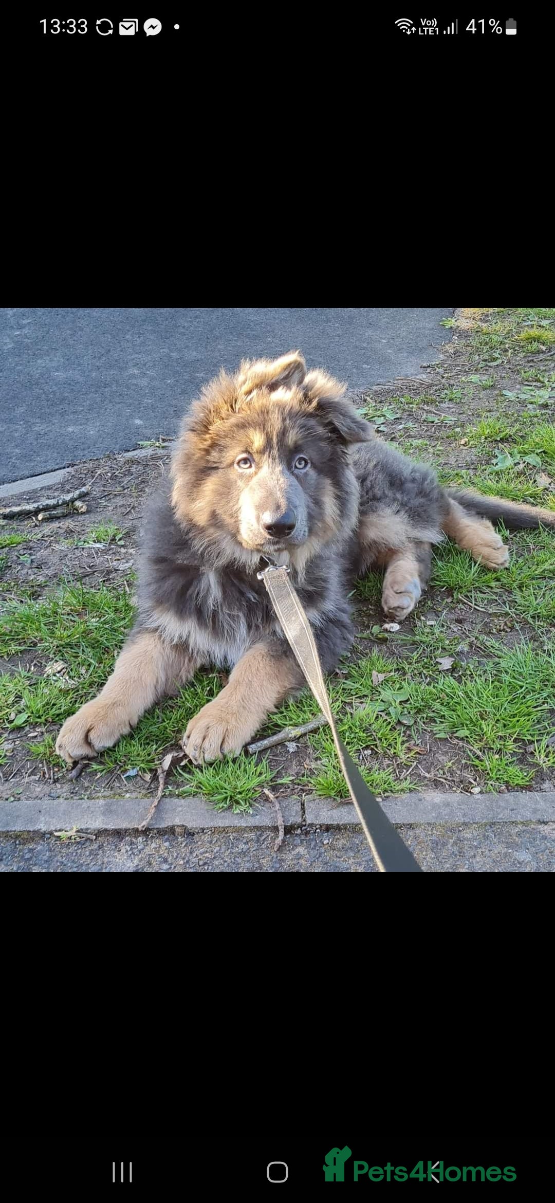German Shepherd dogs for stud: Blue German shepherd PROVEN  - Image 4