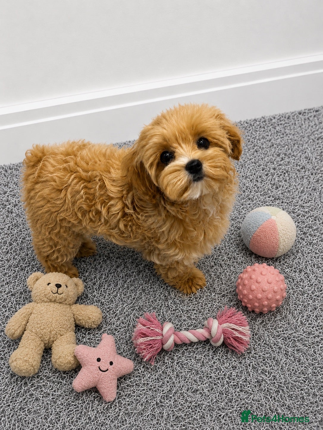 Maltipoo dogs Tiny Asian Maltipoo. DNA tested parents. - Advert 1