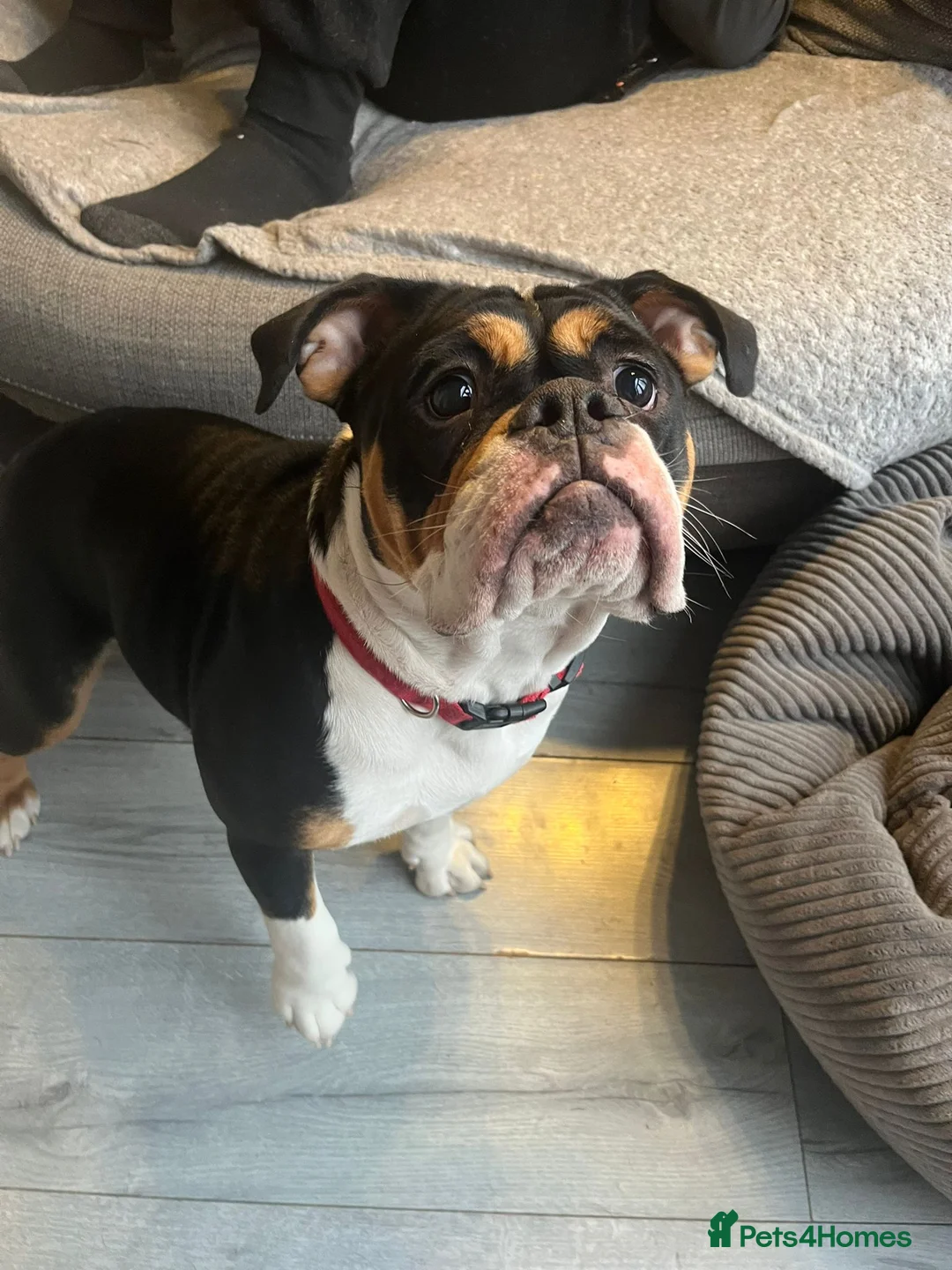 Old Tyme Bulldog dogs for sale: Old tyme bulldog  - Advert 1