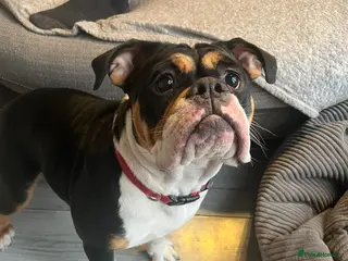 Old Tyme Bulldog dogs Old tyme bulldog - Advert 1