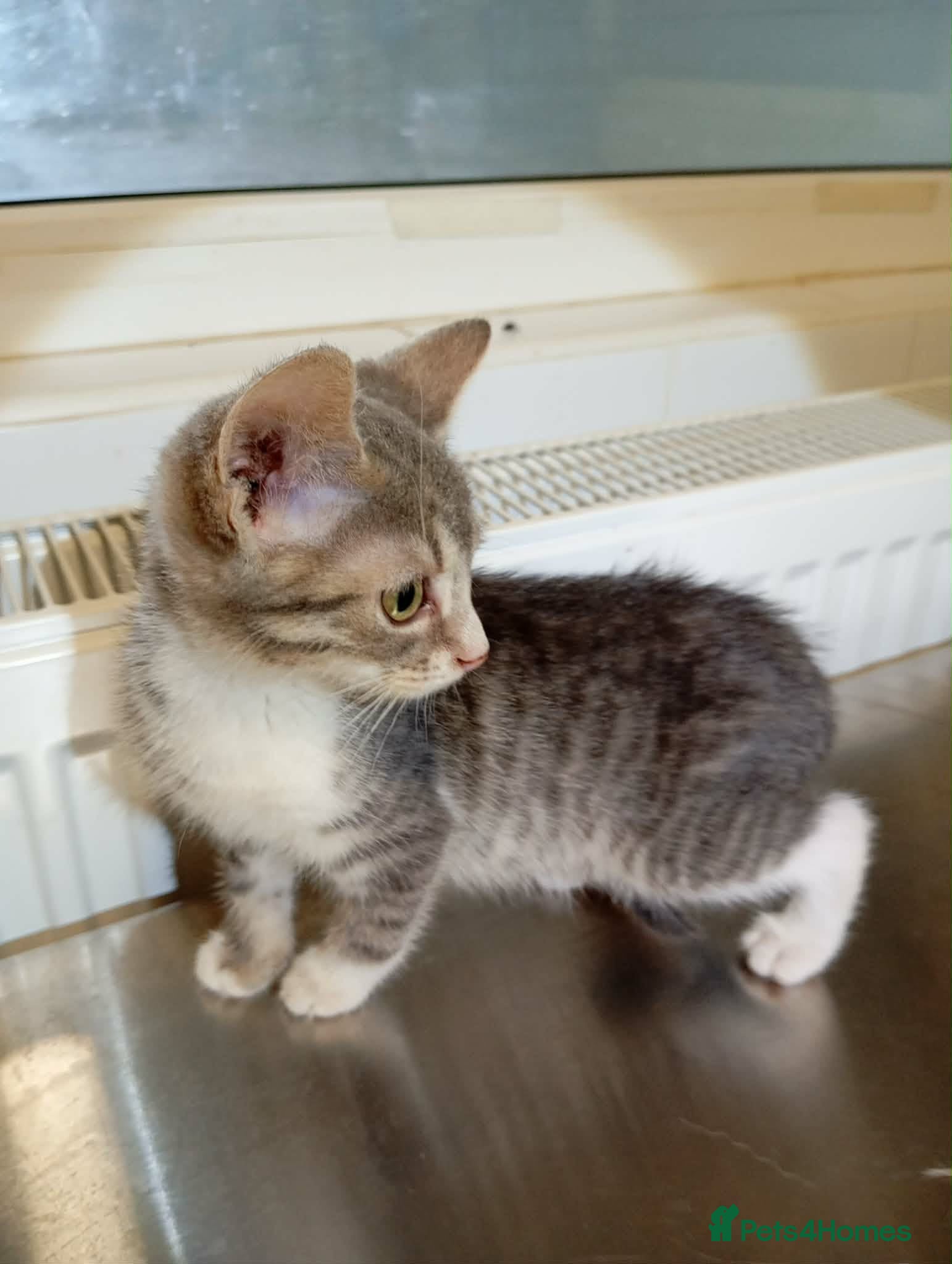 Mixed Breed cats Muffin - deva Romania  - Advert 2