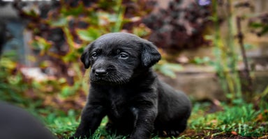 Labrador Retriever dogs - Advert 1