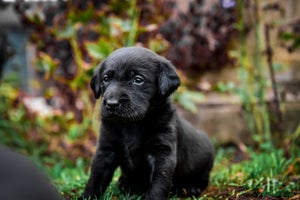 Labrador Retriever dogs - Advert 10