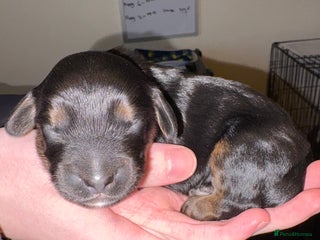 Mixed Breed dogs Beautiful Cavapoo puppies - Advert 7