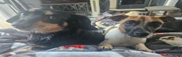 Jack Russell dogs for stud: For Stud in Liverpool - Advert 3