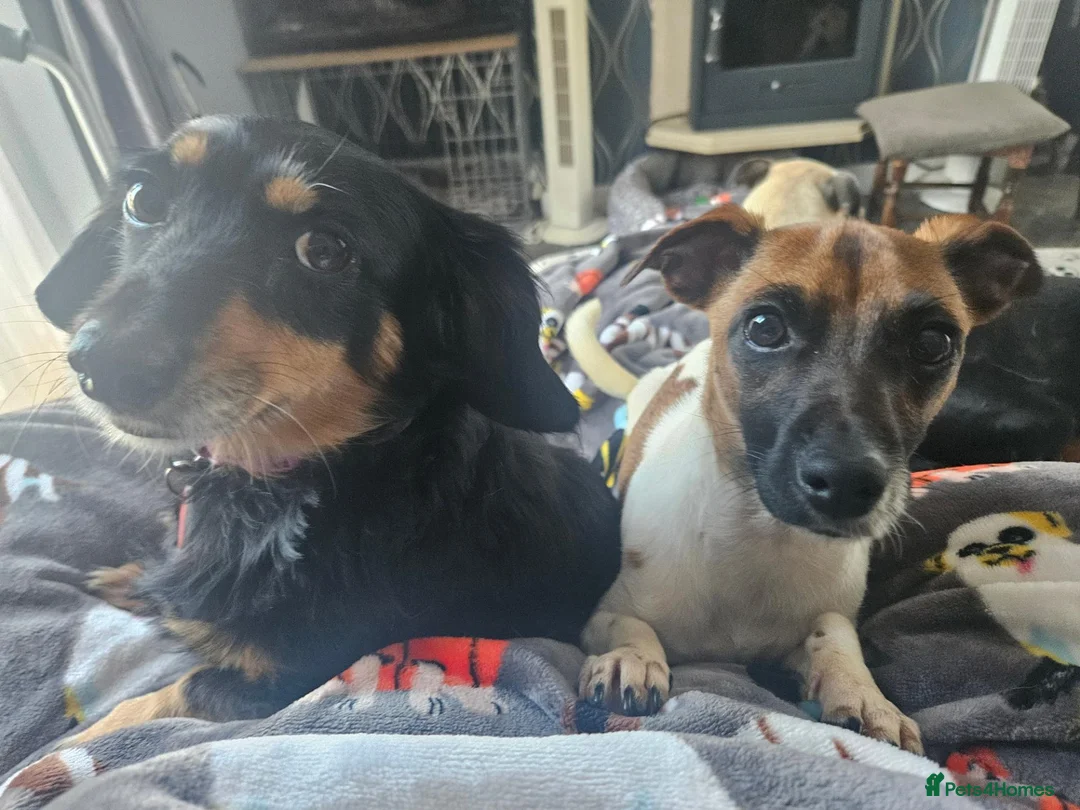 Jack Russell dogs for stud: For Stud in Liverpool - Advert 3
