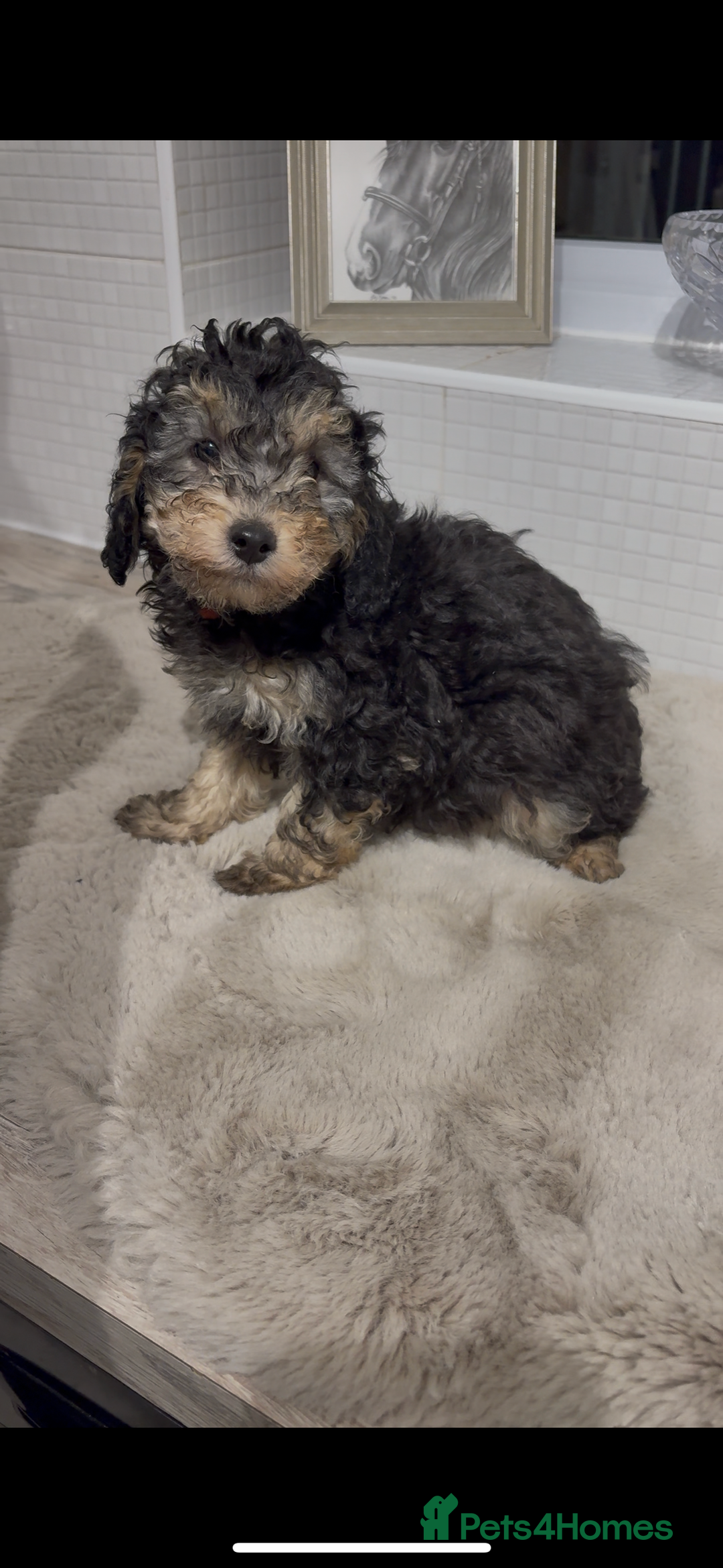 Toy Poodle dogs for sale: KC Show Toy Poodles for sale  - Advert 3