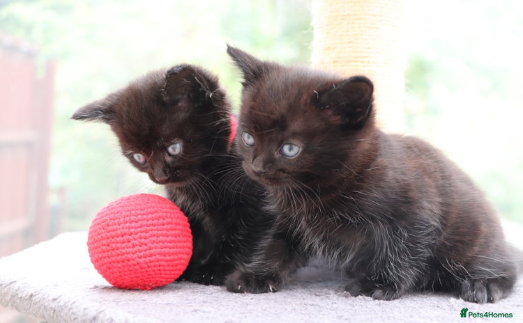 Mixed Breed cats - Advert 9
