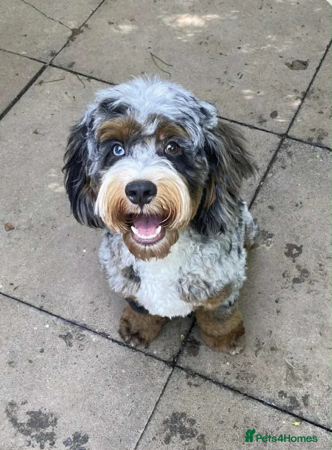 Cockapoo dogs for stud: unique and beautiful f3 american cockapoo stud - Advert 11