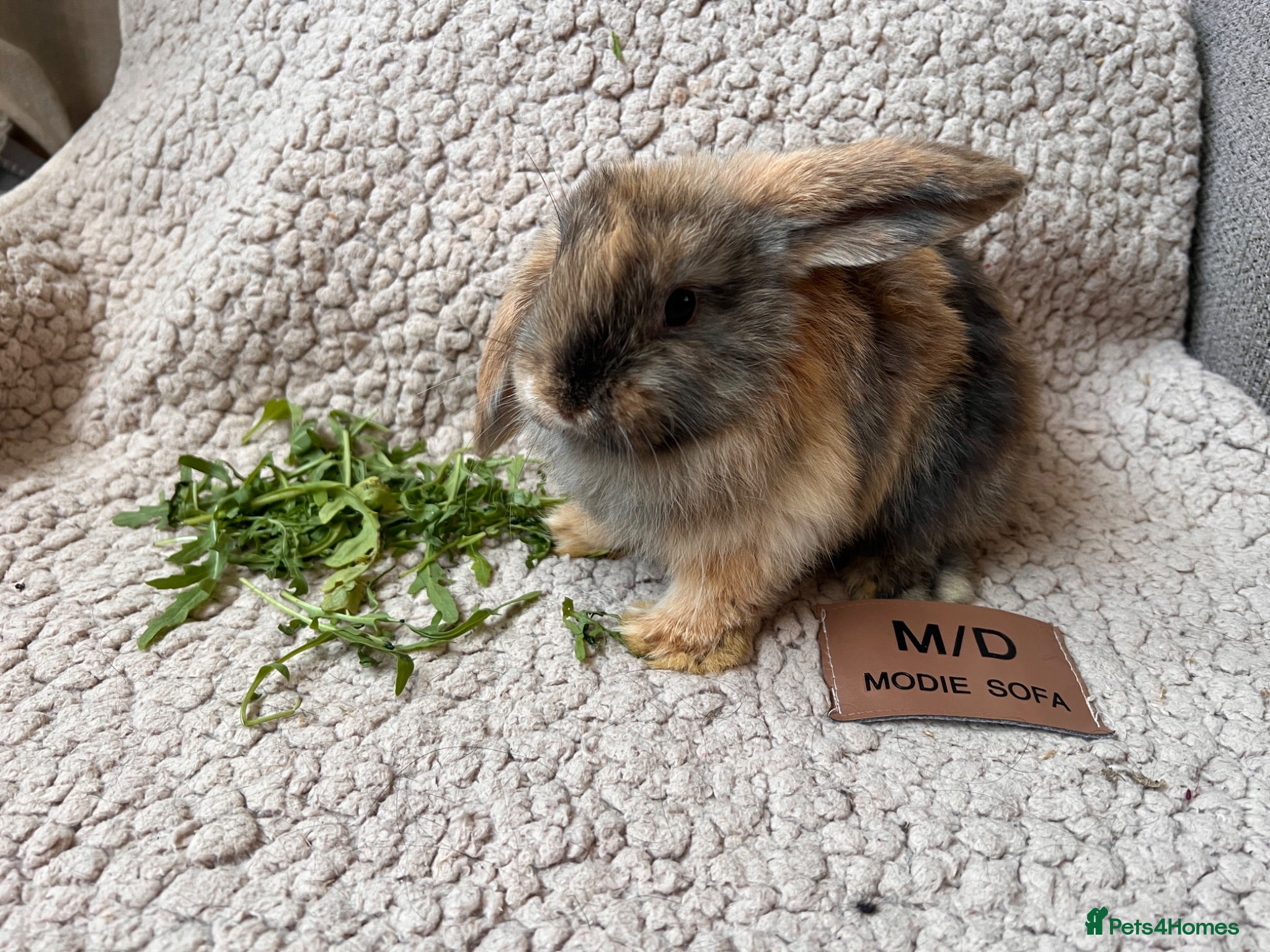 Mini Lop rabbits 6 (2 LEFT) MIXED BEAUTIFUL MINILOP BUNNYS FOR SALE - Advert 2