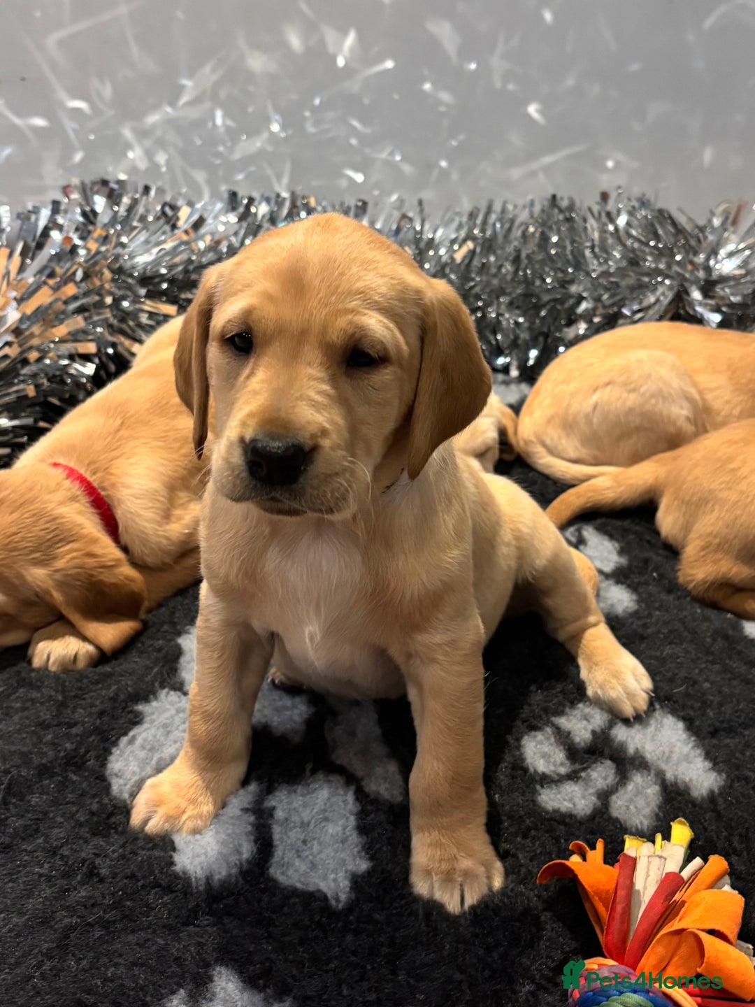 Labrador Retriever dogs for sale: KC Registered Labrador Puppies for Sale - Advert 6