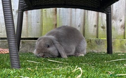 Mini Lop rabbits for sale: 1 year old Lilac Self mini lop  - Image 2