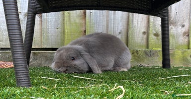 Mini Lop rabbits - Advert 11