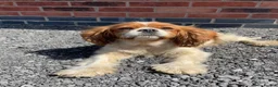 Cavalier King Charles Spaniel dogs for sale: beautiful cavalier dog - Advert 5