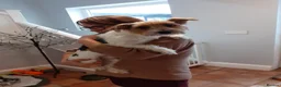 Mixed Breed dogs for adoption: 🐾🍪 COOKIE 🍪🐾 - A small boy for a Loving Home in Wisbech - Advert 13