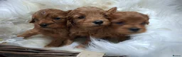 Cavapoo dogs for sale: Health tested toy Cavapoos  - Advert 16