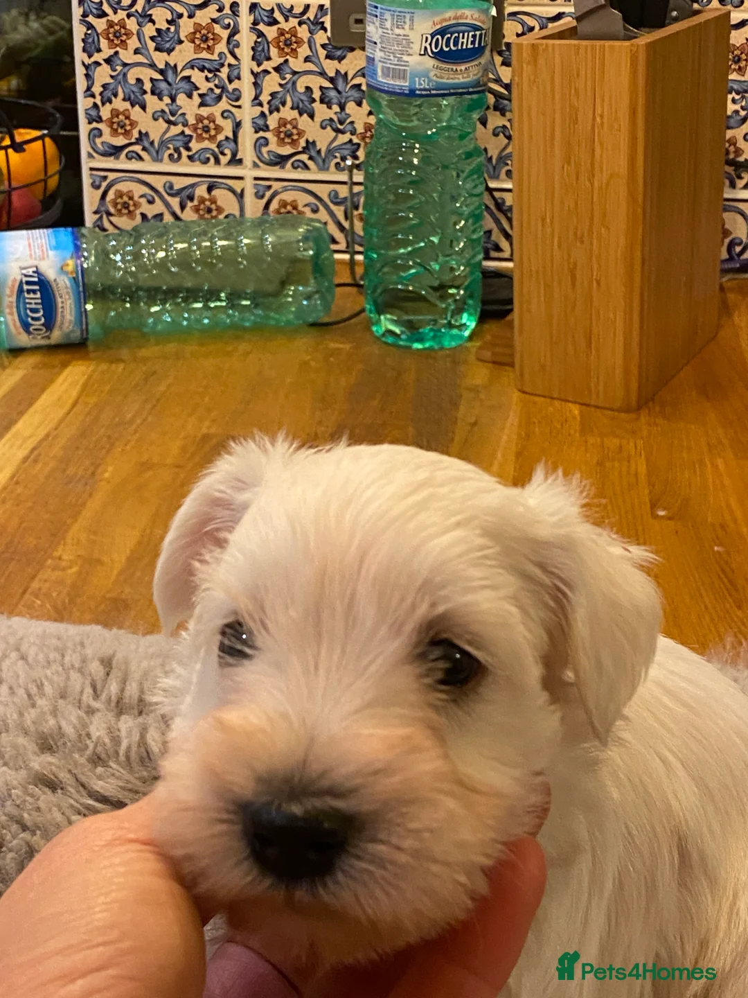 Miniature Schnauzer dogs for sale: 5*KC MINIATURE SCHNAUZER PUPPIES  - Advert 12