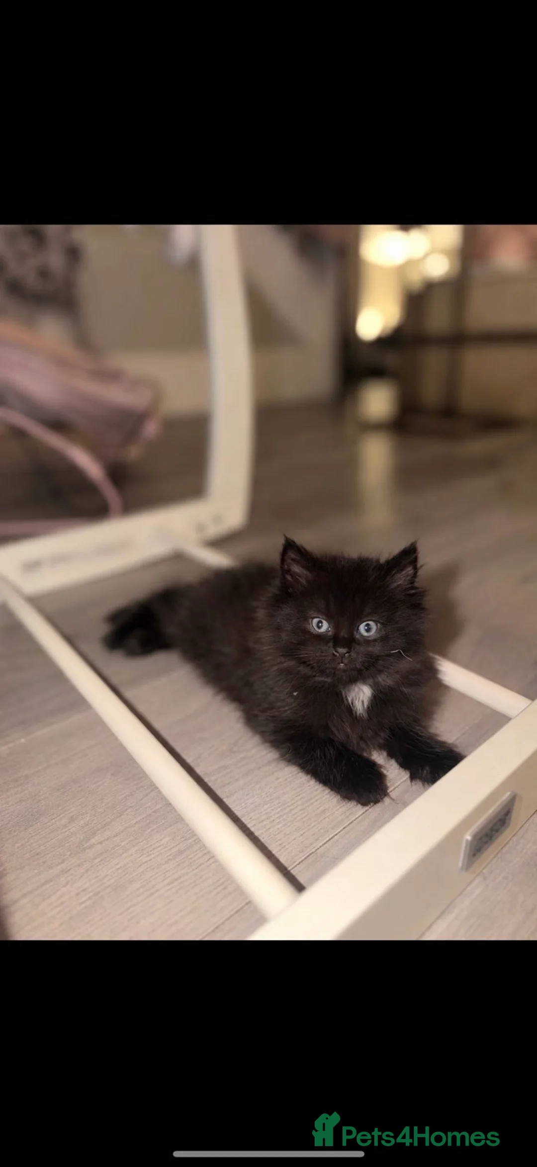 Mixed Breed cats for sale: Tabby kittens - Advert 2