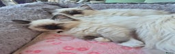 Ragdoll cats for sale: Beautiful Ragdoll Kittens, GCCF & Tica Registered - Advert 11