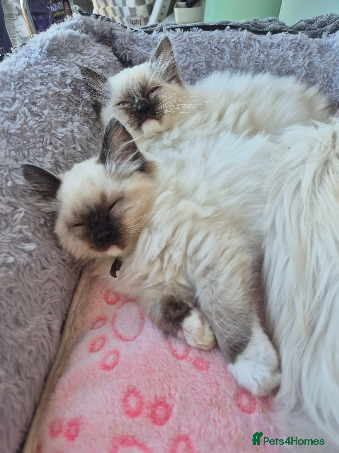 Ragdoll cats for sale: Beautiful Ragdoll Kittens, GCCF & Tica Registered - Advert 11