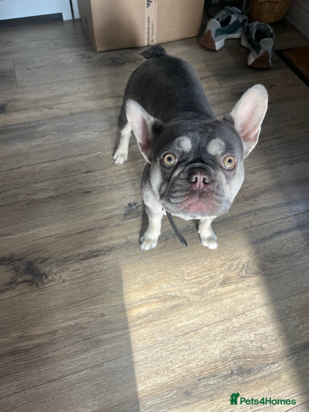French Bulldog dogs for sale: Rehome of 1 year old female French Bulldog - Image 4